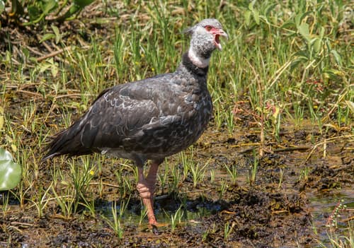 Southern Screamer