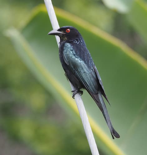 Spangled Drongo