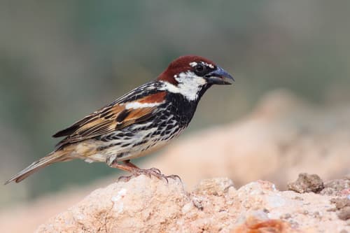 Spanish Sparrow