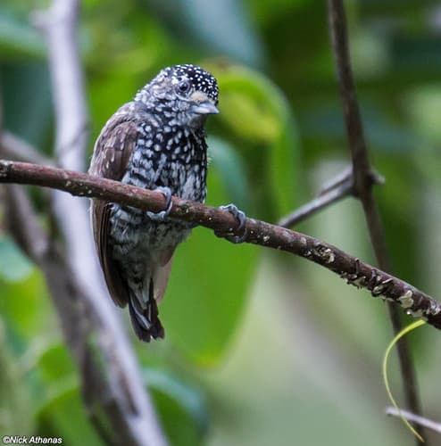 Speckle-chested Piculet