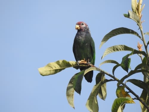 Speckle-faced Parrot