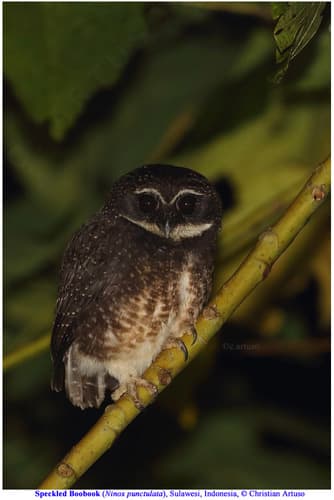 Speckled Boobook