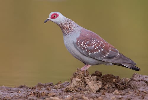 Speckled Pigeon