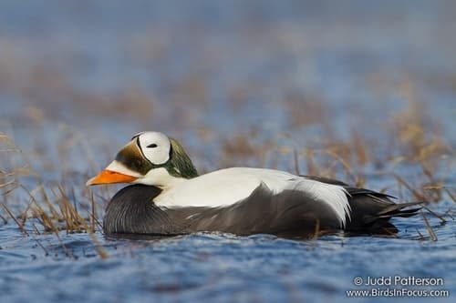 Spectacled Eider