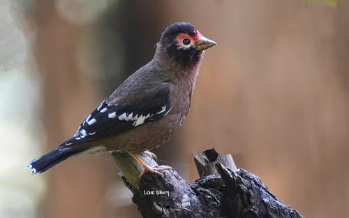 Spectacled Finch