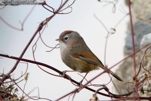 Spectacled Fulvetta