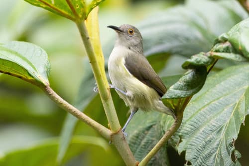 Spectacled Longbill