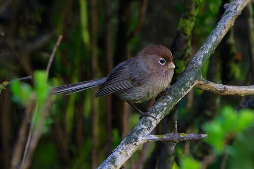 Spectacled Parrotbill