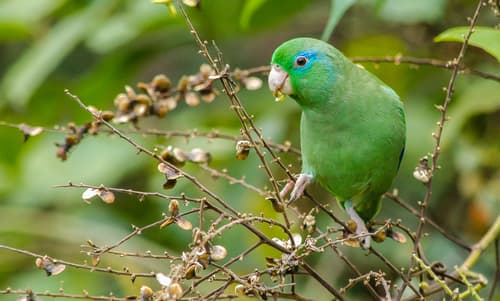 Spectacled Parrotlet