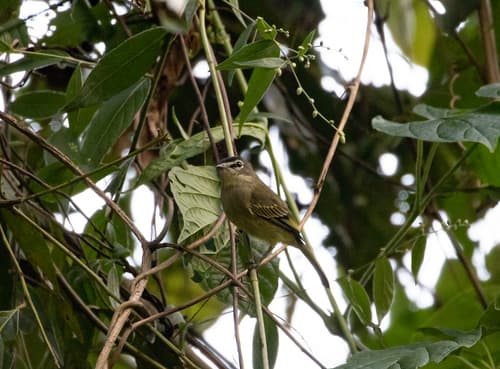 Spectacled Tyrannulet