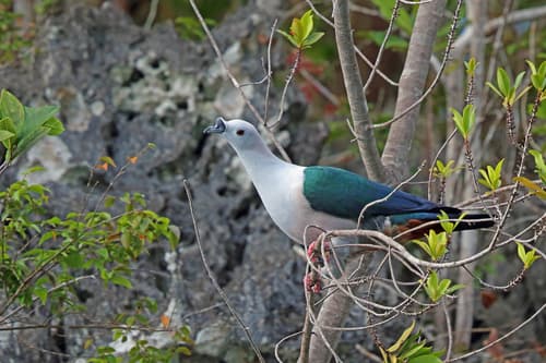 Spice Imperial Pigeon