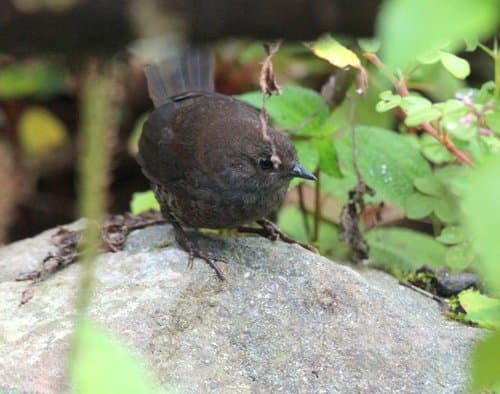 Spillmann's Tapaculo