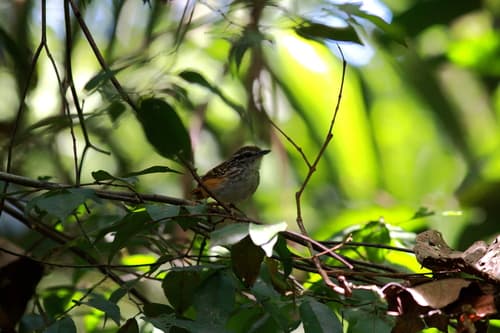 Spix's Warbling-Antbird