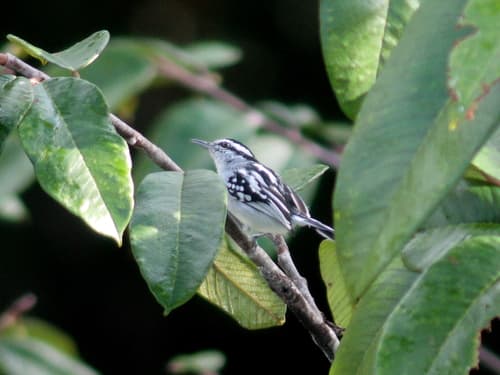 Spot-backed Antwren