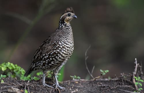 Spot-bellied Bobwhite