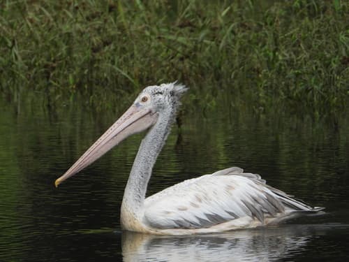 Spot-billed Pelican