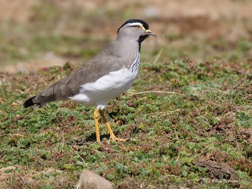 Spot-breasted Lapwing