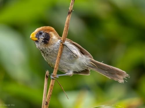 Spot-breasted Parrotbill