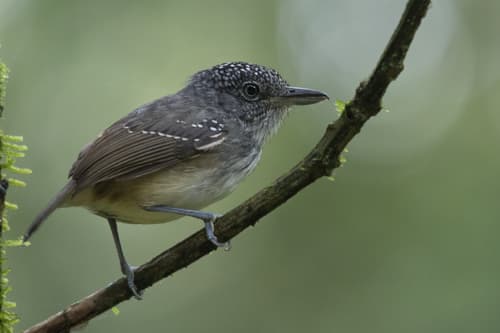Spot-crowned Antvireo