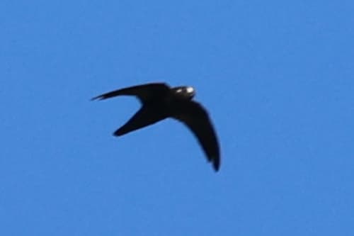 Spot-fronted Swift