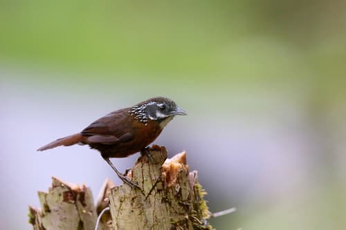 Spot-necked Babbler
