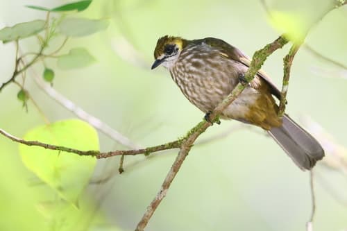 Spot-necked Bulbul