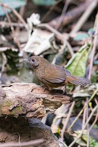 Spot-throated Babbler