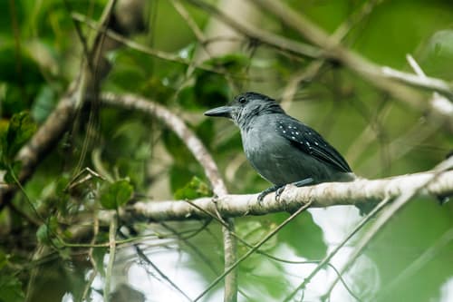 Spot-winged Antshrike