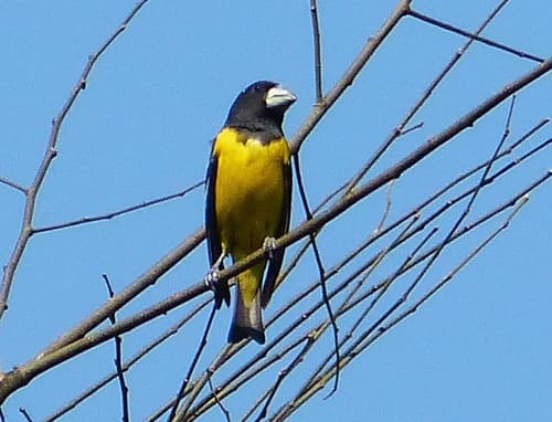 Spot-winged Grosbeak