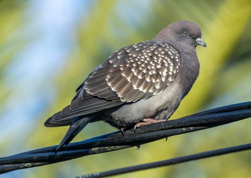 Spot-winged Pigeon