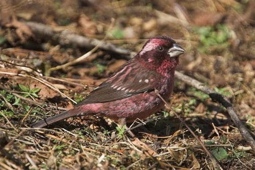 Spot-winged Rosefinch
