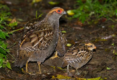 Spot-winged Wood-Quail