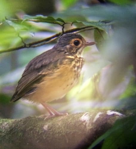 Spotted Antpitta