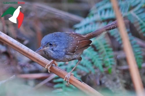 Spotted Bamboowren