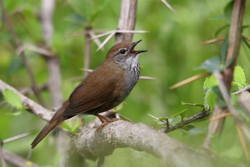 Spotted Bush Warbler