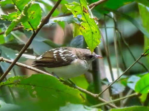 Spotted Greenbul