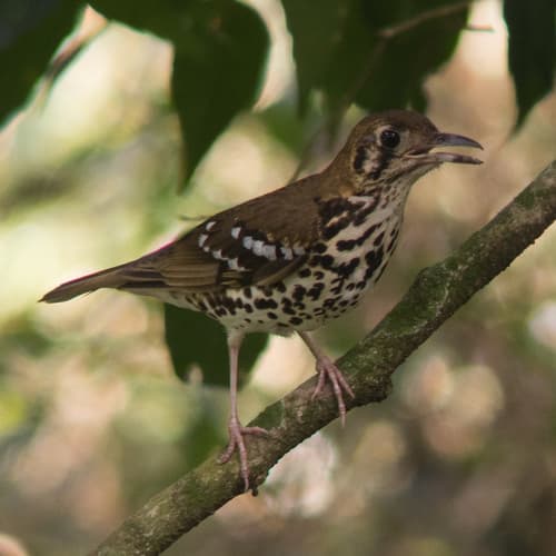 Spotted Ground-Thrush