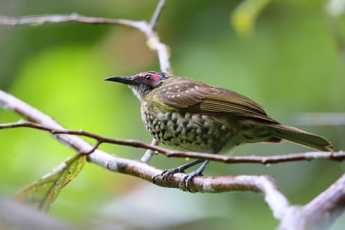 Spotted Honeyeater