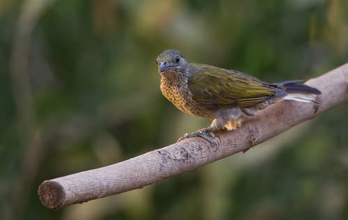 Spotted Honeyguide