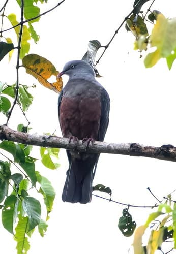 Spotted Imperial Pigeon