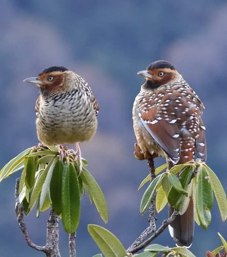 Spotted Laughingthrush