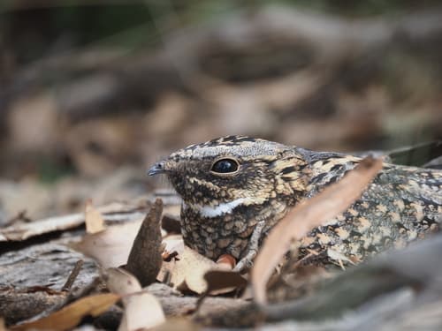 Spotted Nightjar