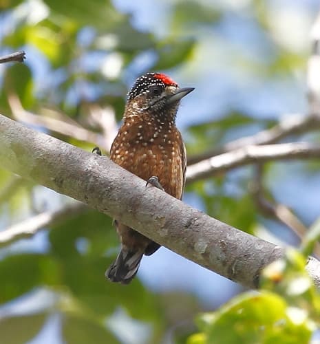 Spotted Piculet