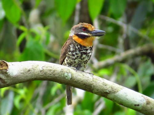 Spotted Puffbird