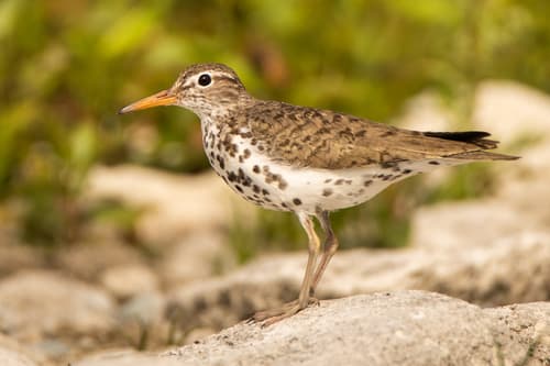 Spotted Sandpiper