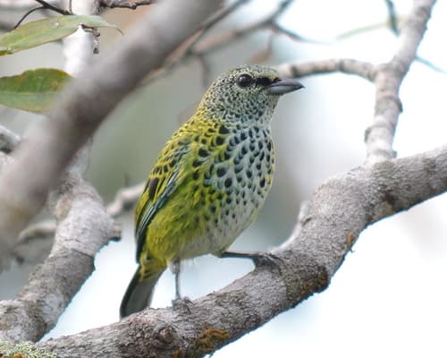 Spotted Tanager