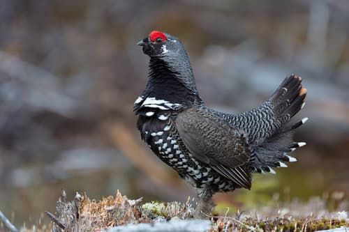 Spruce Grouse