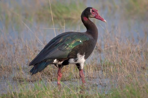 Spur-winged Goose
