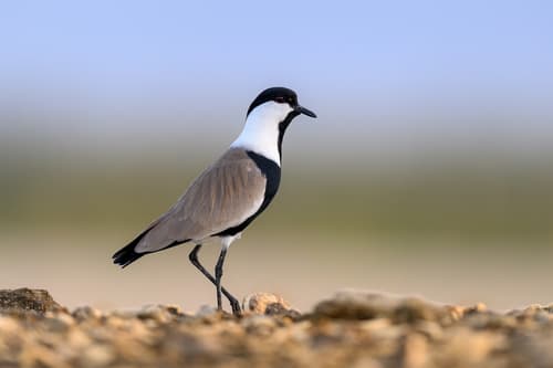 Spur-winged Lapwing