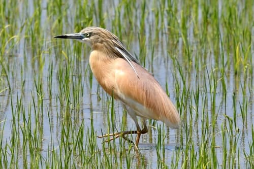Squacco Heron
